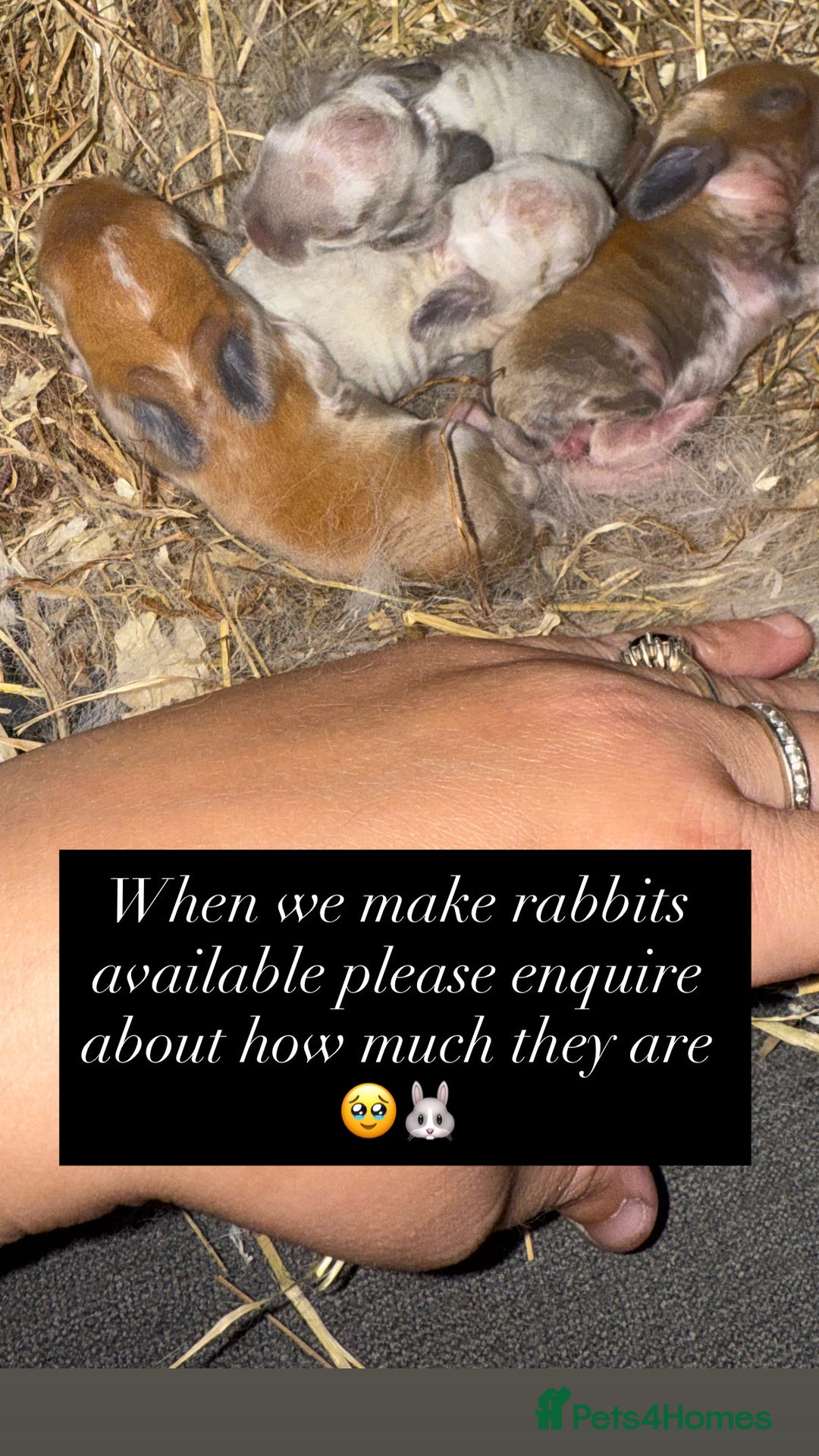 Mini Lop rabbits for sale: Gorgeous Mini Lops x1 available now  - Image 14