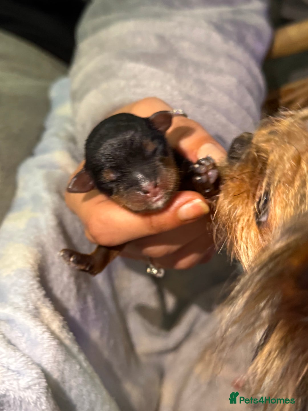 Yorkshire Terrier dogs for sale: Miniature yorkie - Advert 7