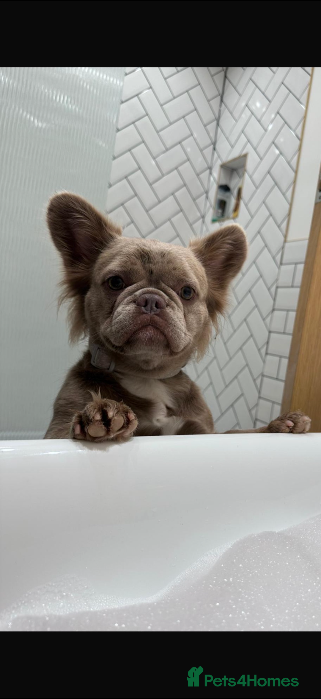 French Bulldog dogs for sale: Fluffy frenchbulldog  - Advert 1