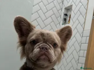 French Bulldog dogs Fluffy frenchbulldog - Advert 1