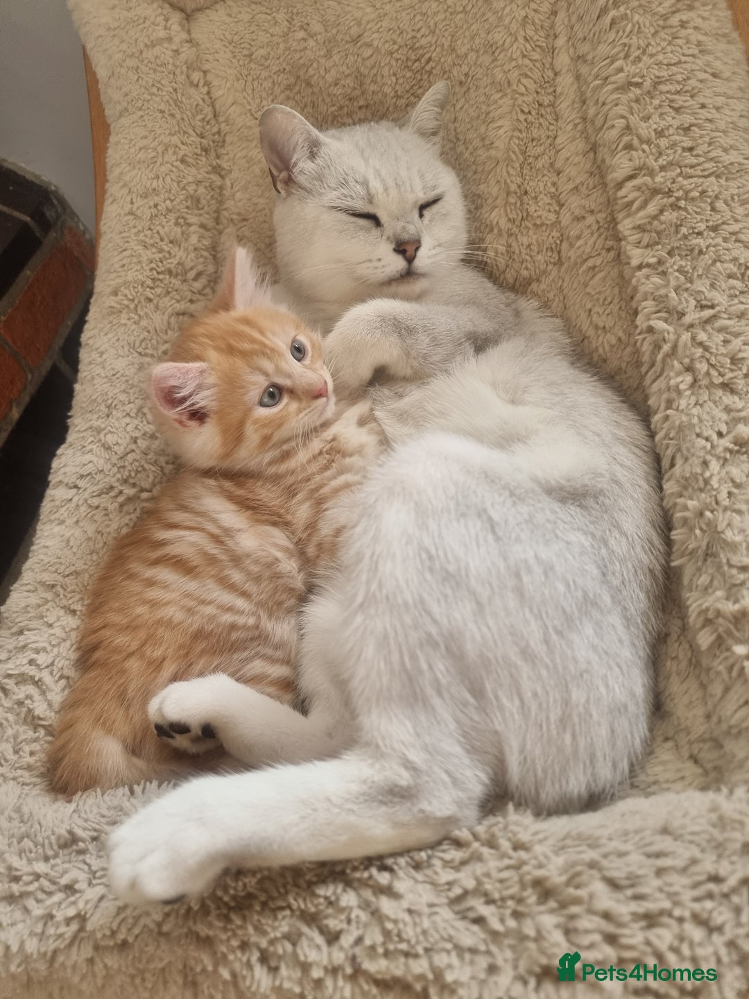 British Shorthair cats for sale: 2 gorgeous male kittens BSH - Image 6