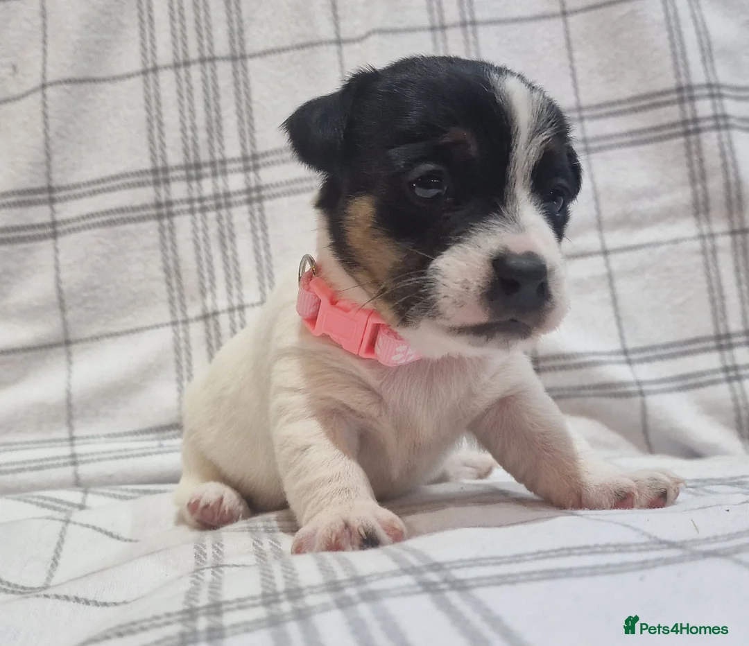 Jack Russell dogs for sale: Stunning Jack Russells, DNA health tested parents - Advert 17