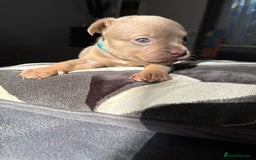 Mixed Breed dogs for sale: Frenchbulldog X pocket bully puppies - Image 4