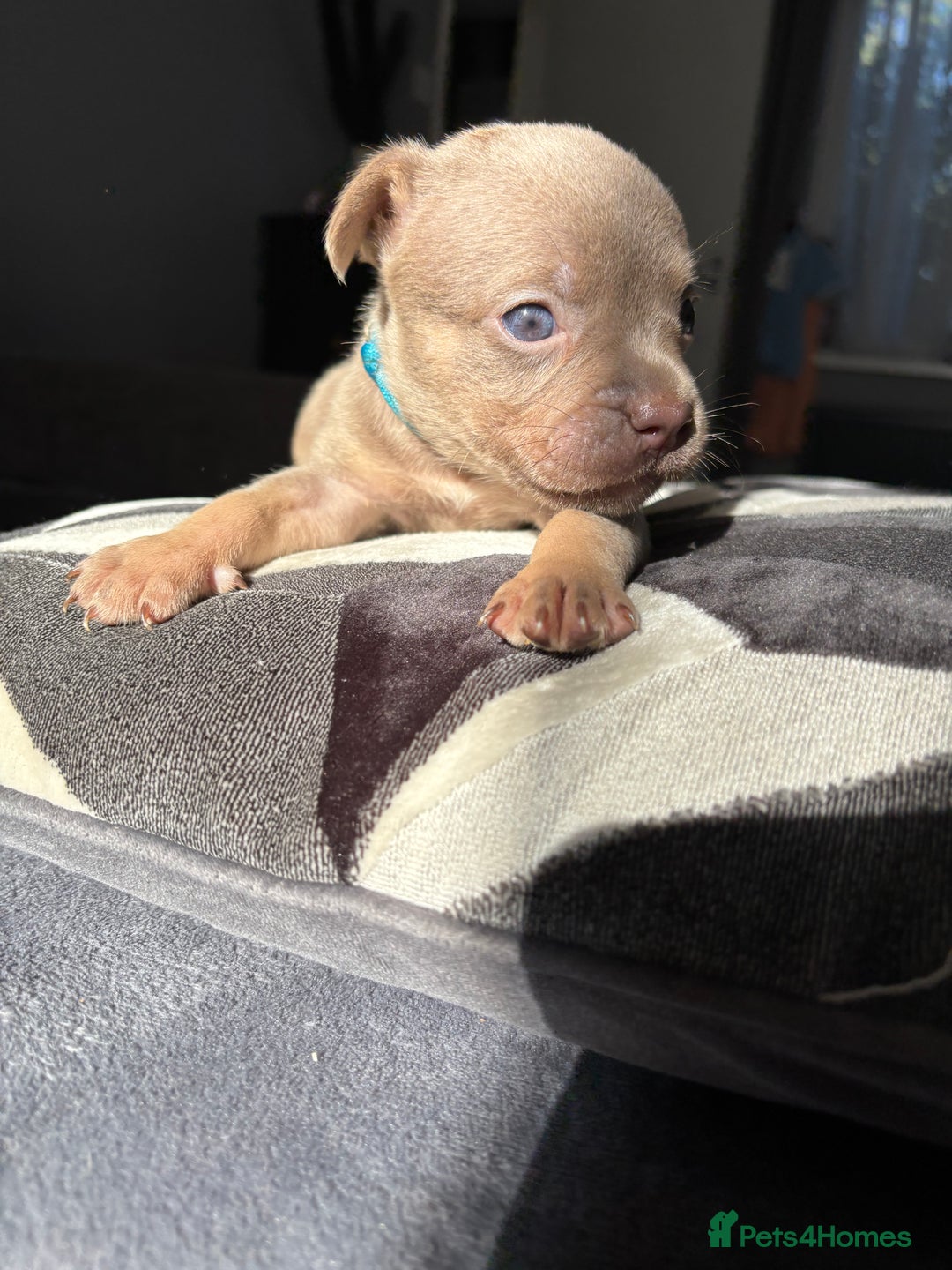 Mixed Breed dogs for sale: Frenchbulldog X pocket bully puppies - Image 4
