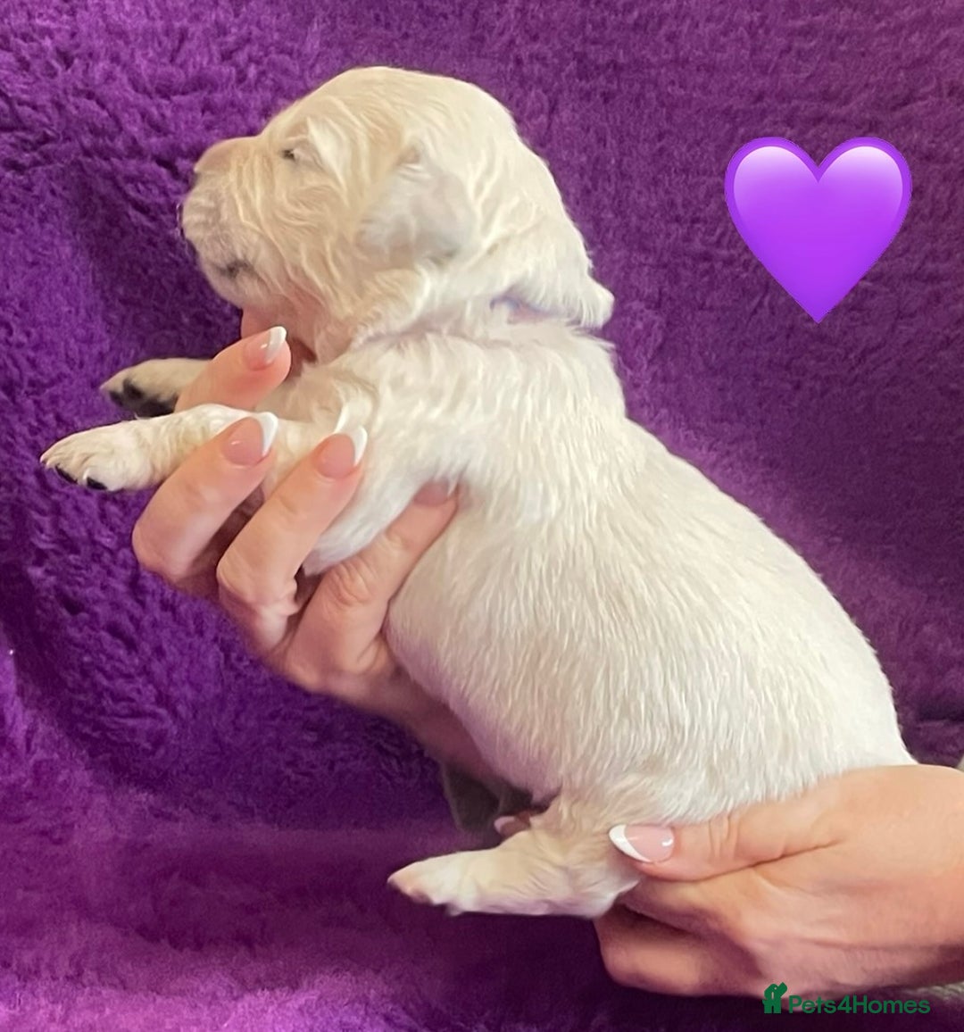 Golden Retriever dogs for sale: KC Reg Cream Boys from health tested parents.  - Image 29