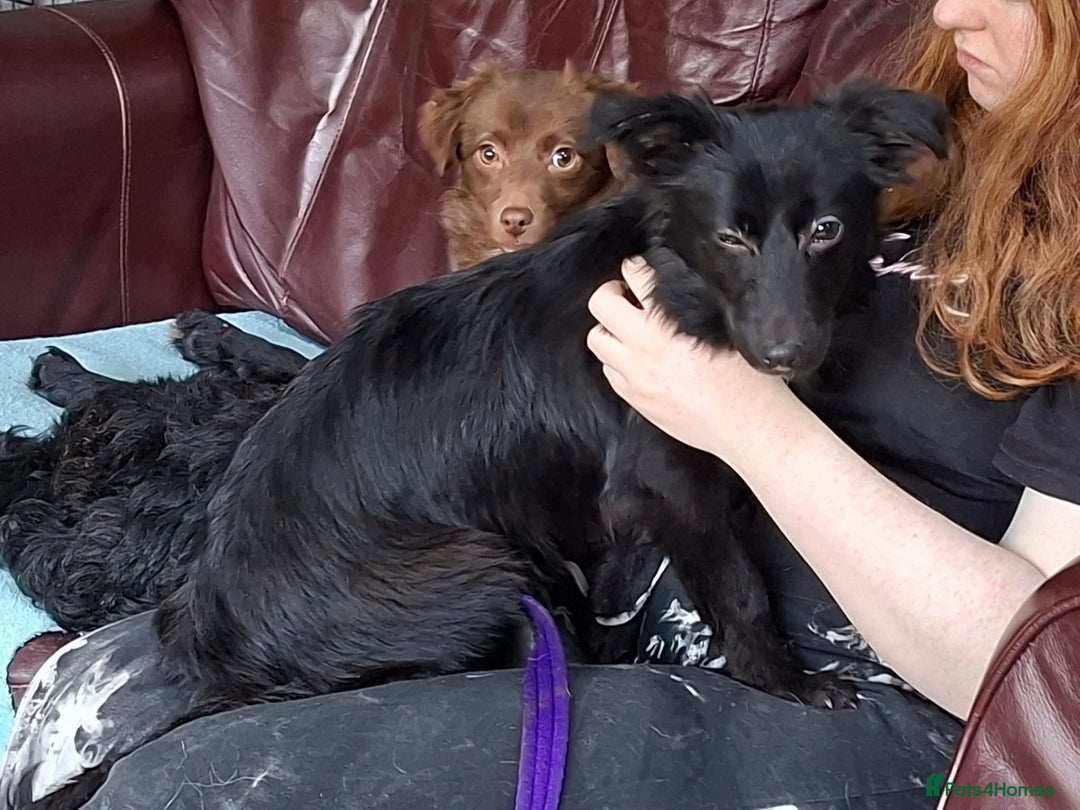 Mixed Breed dogs for adoption: June - north Walsham Norfolk  - Advert 9