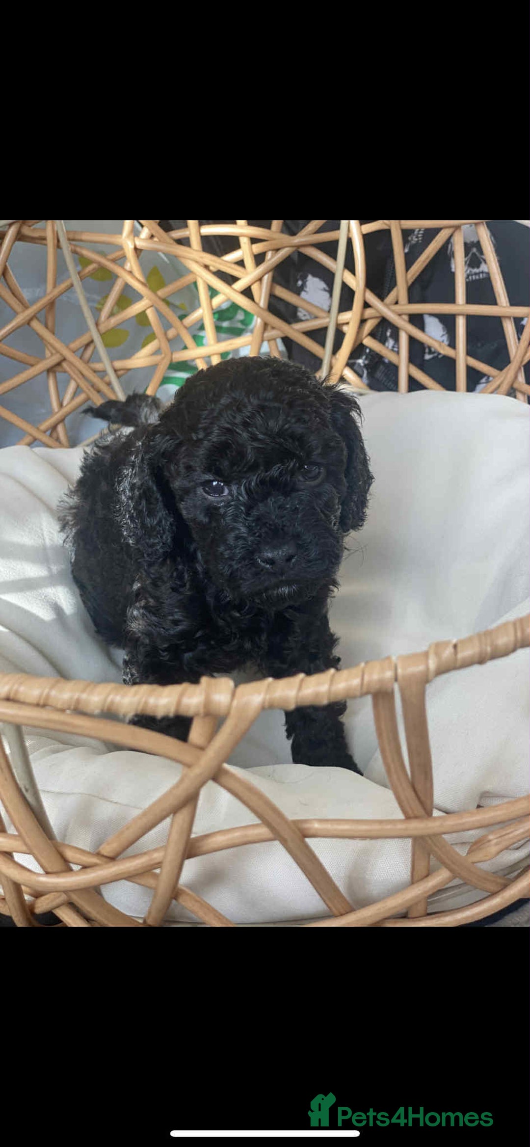 Toy Poodle dogs for sale: One Kc phantom toy poodle left- ready now!  - Advert 23