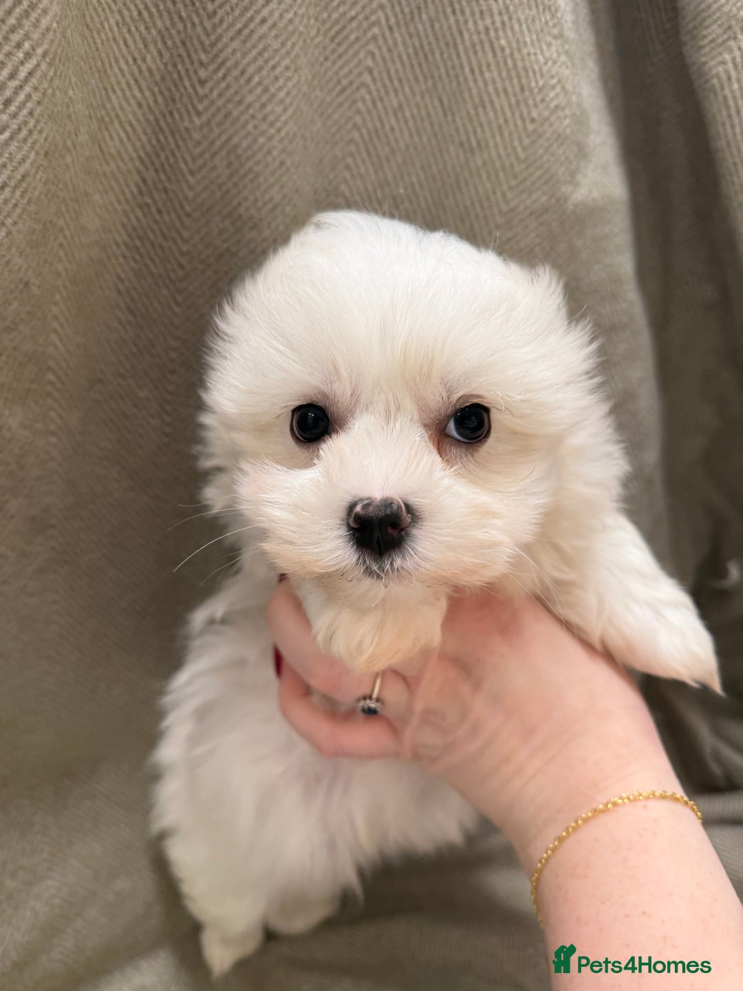 Maltese dogs for sale: Singleton male maltese - Advert 10