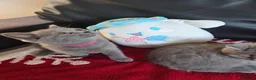 British Shorthair cats for sale: Beautiful British Shorthair kittens - Advert 19