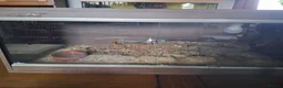 Corn Snake reptiles for sale: Adult male corn snake with 2 vivariums - Advert 2