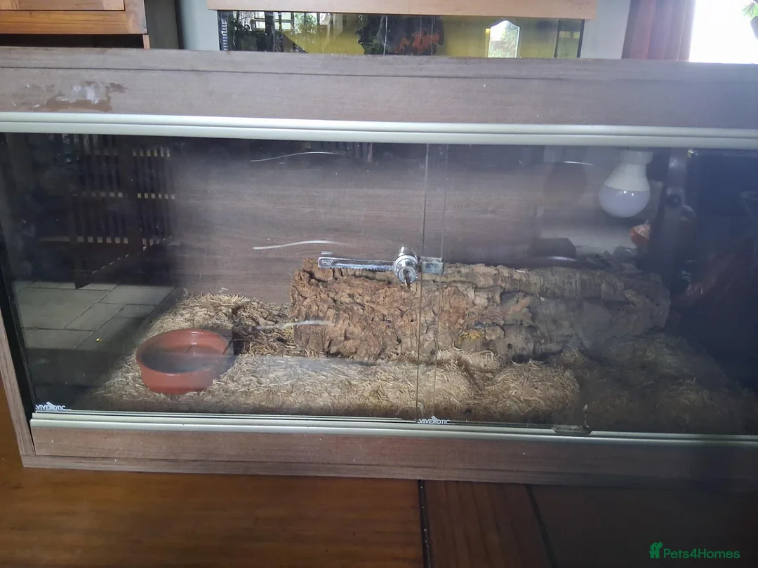 Corn Snake reptiles for sale: Adult male corn snake with 2 vivariums - Advert 2