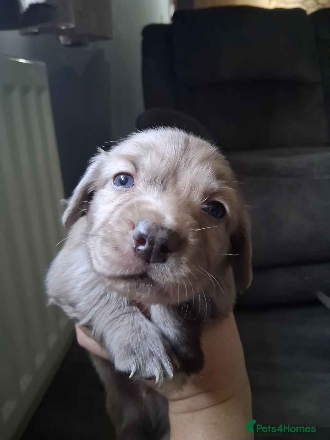 Mixed Breed dogs for sale: Dacshund x springer spaniel. - Advert 11