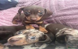 Dachshund dogs for sale: Beautiful miniature dachshunds  - Image 29