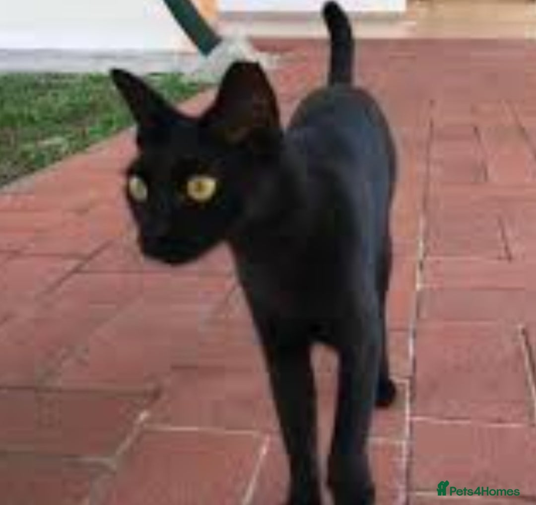 Mixed Breed cats for sale: Mothering cat and kittens  - Image 1