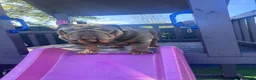 English Bulldog dogs for sale: Female un neutered Lilac Tan English Bulldog  - Advert 1