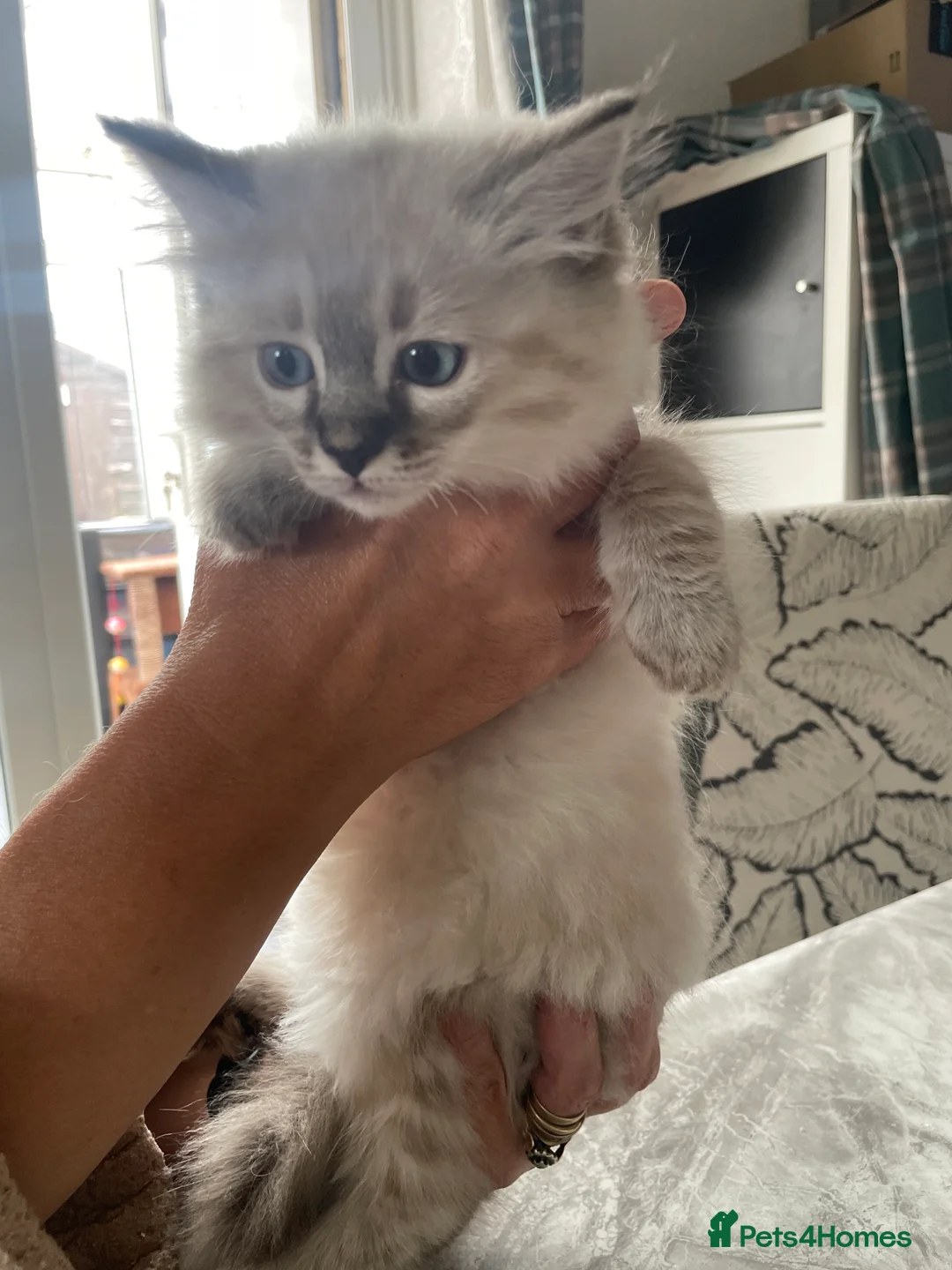 Ragdoll cats for sale: Ragdoll kittens  in Nelson - Advert 2