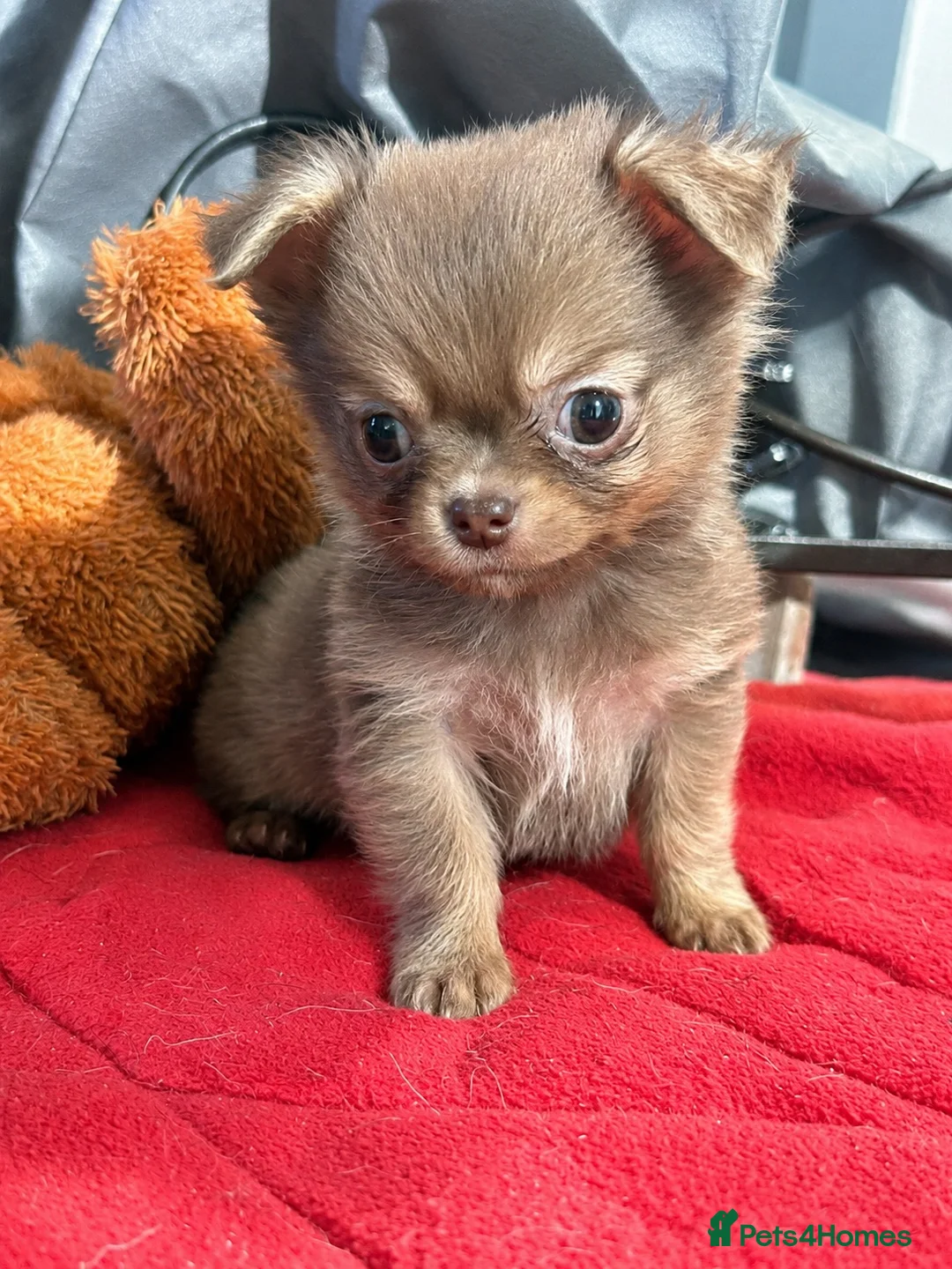 Chihuahua dogs for sale: Three beautiful chihuahuas in Northampton - Advert 2