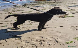 Mixed Breed dogs for sale: Tilly the Sheprador GSD/Lab cross - Image 14