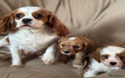 Cavapoo dogs for sale: F1 CAVAPOO PUPPIES - Image 11