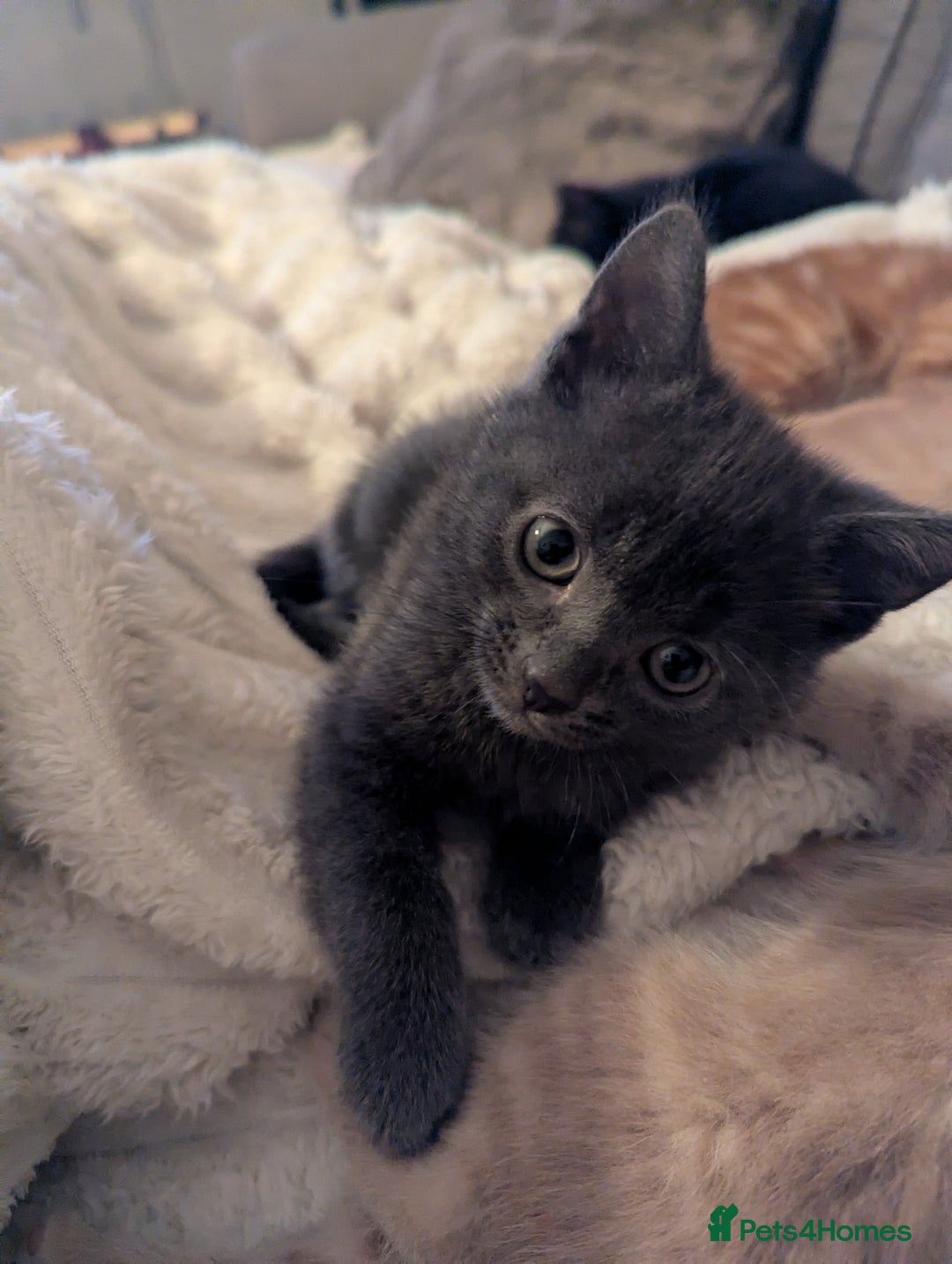 Mixed Breed cats for sale: Beautiful kittens  - Advert 7