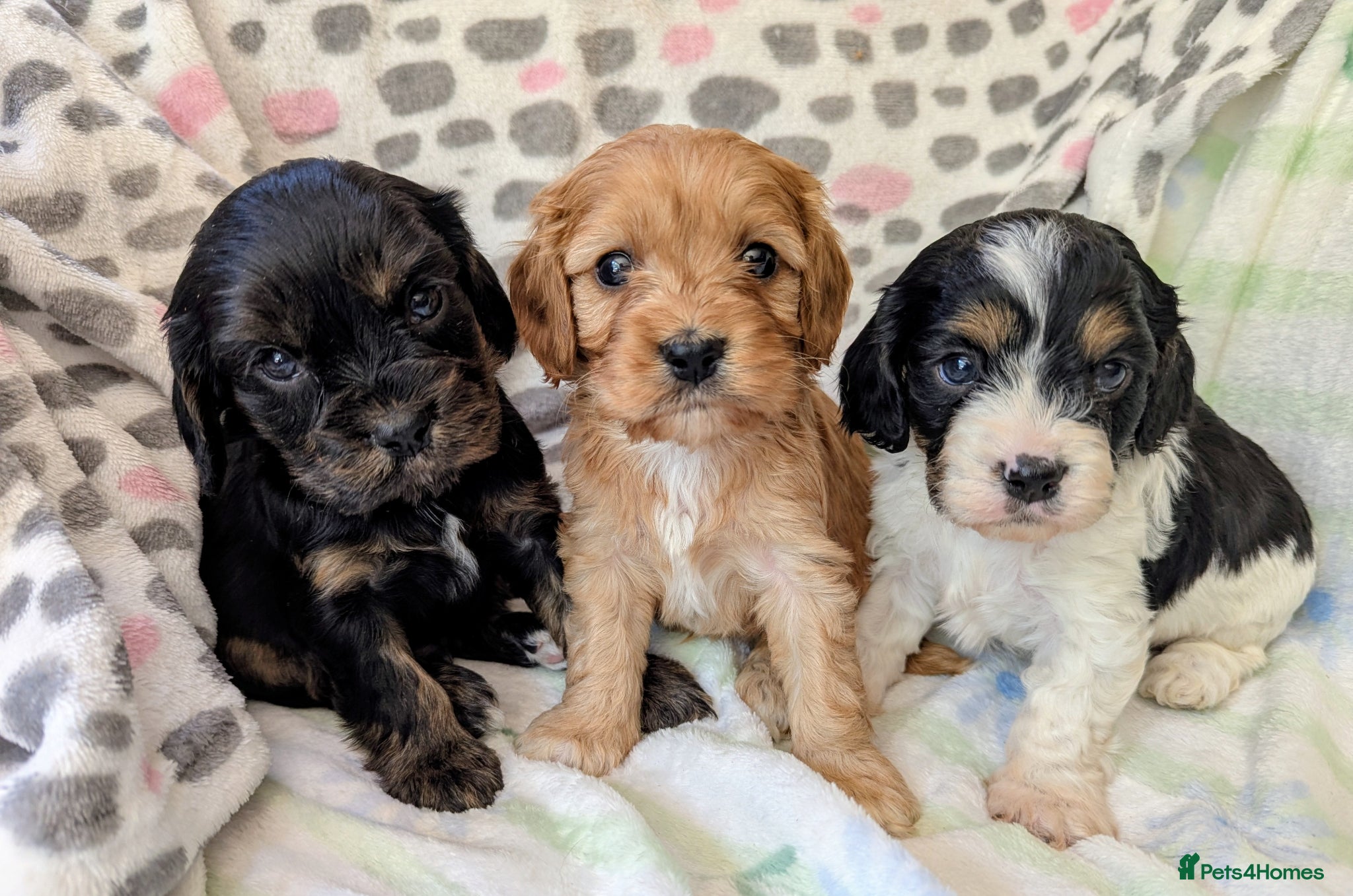 Cavapoo dogs Pretty CAVAPOO pups. Health tested parents - Advert 1