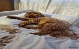 Cavapoo dogs for sale: Beautiful cavapoo looking for her forever home - Image 7
