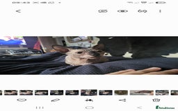Sphynx cats for sale: 1 year old.  Miniature short leg bambino  - Image 1