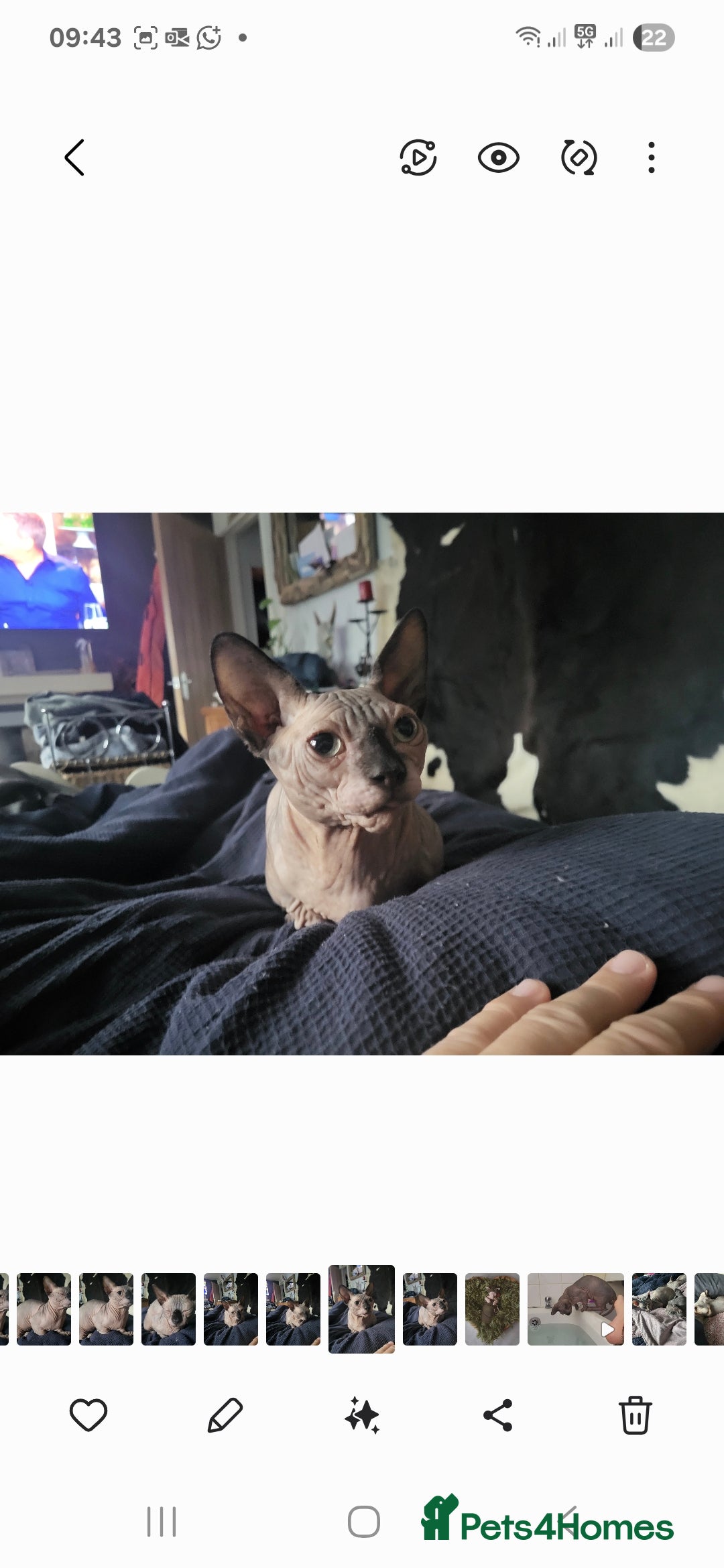 Sphynx cats for sale: 1 year old.  Miniature short leg bambino  - Image 1