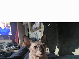Sphynx cats - Advert 3