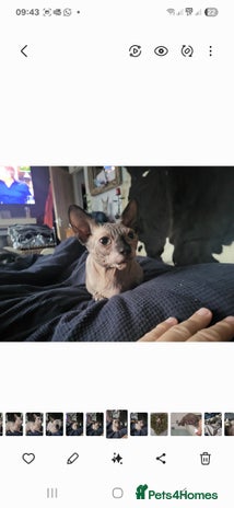 Sphynx cats - Advert 1