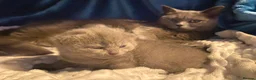 British Shorthair cats for sale: Gorgeous Pedigree Blue British Shorthair  - Advert 5