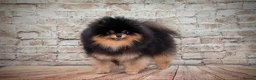 Pomeranian dogs for stud: Pomeranian Gentleman Available for Stud 🐾 - Advert 13