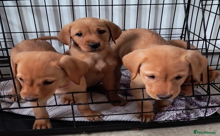 Labrador Retriever dogs - Advert 11