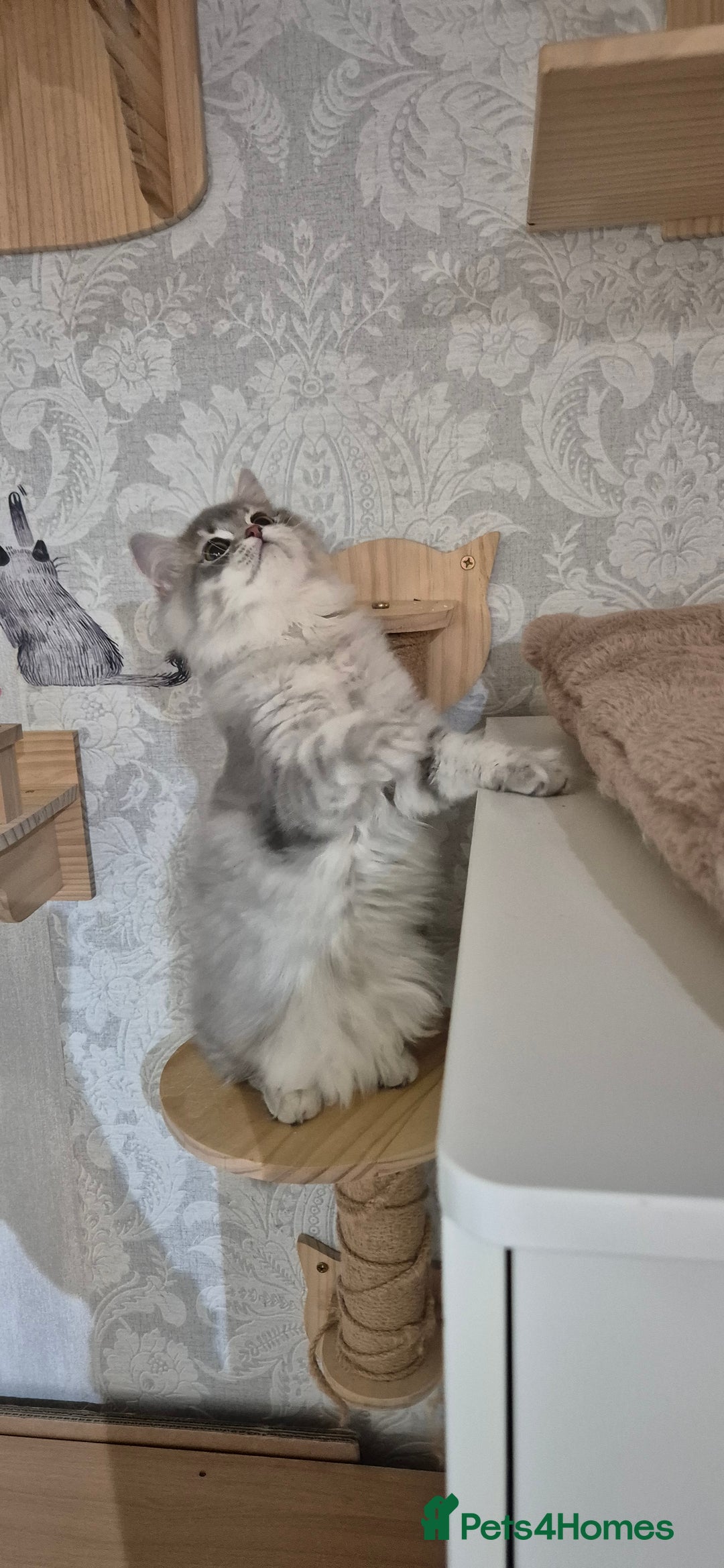 Scottish Fold cats for sale: 1 boy and 1 girl left Amazing Scottish Straights  in Ивсхам - Image 21