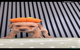 Labrador Retriever dogs for sale: Ready Now Beautiful Boy Labrador Puppies  - Image 1