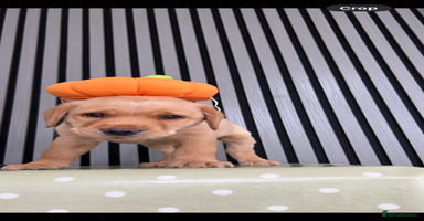 Labrador Retriever dogs - Advert 3