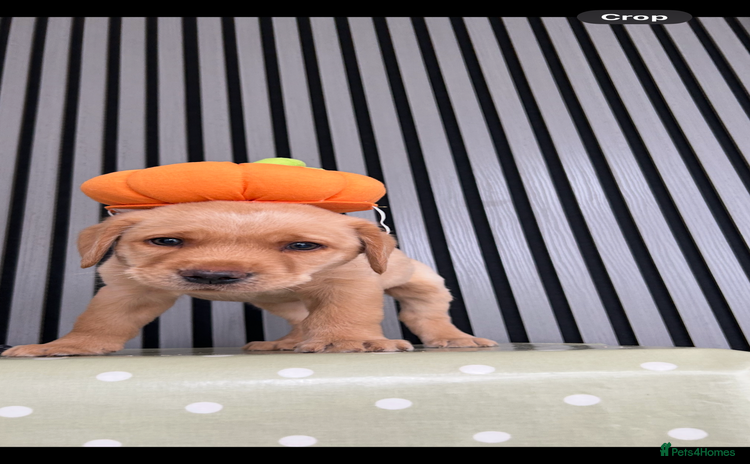 Labrador Retriever dogs - Advert 7