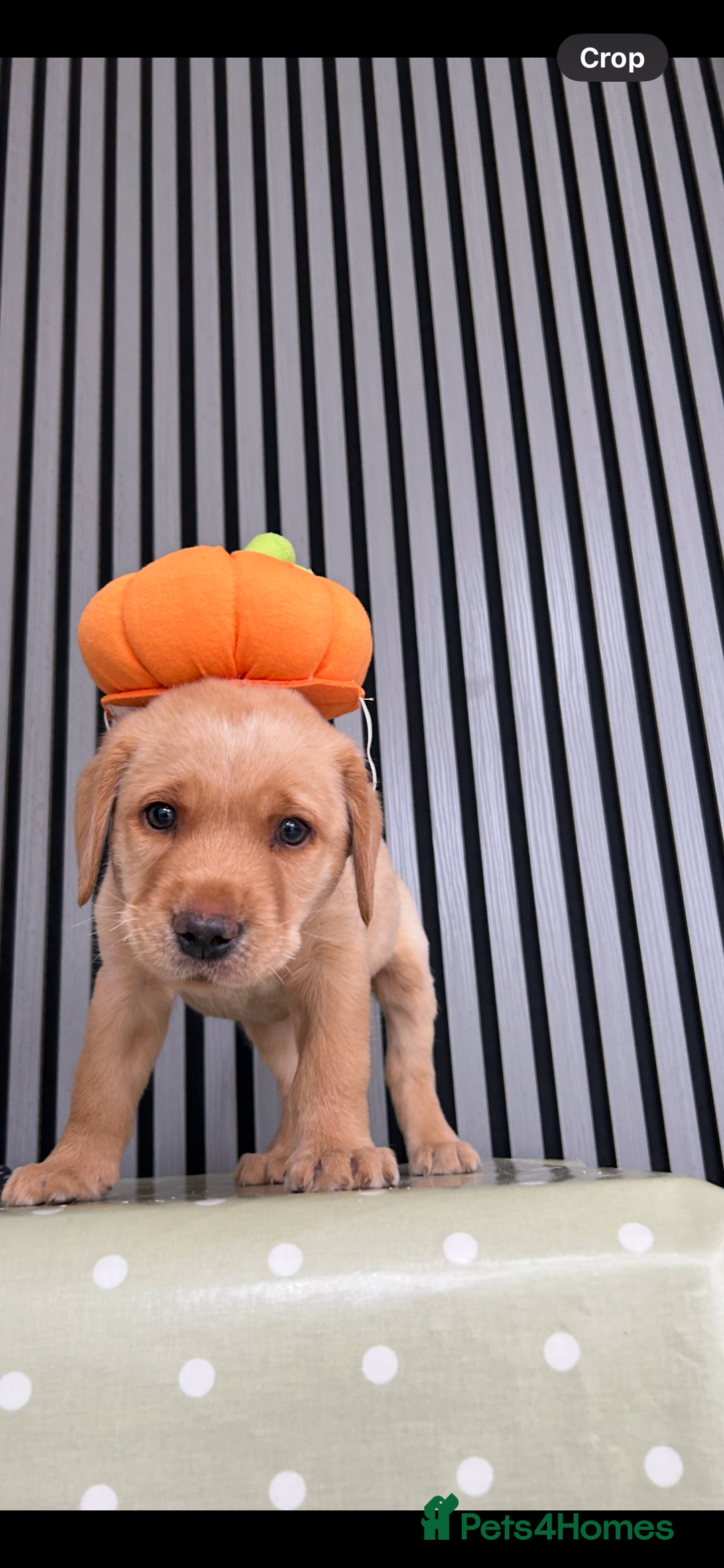 Labrador Retriever dogs for sale: Ready Now Beautiful Boy Labrador Puppies  - Image 1