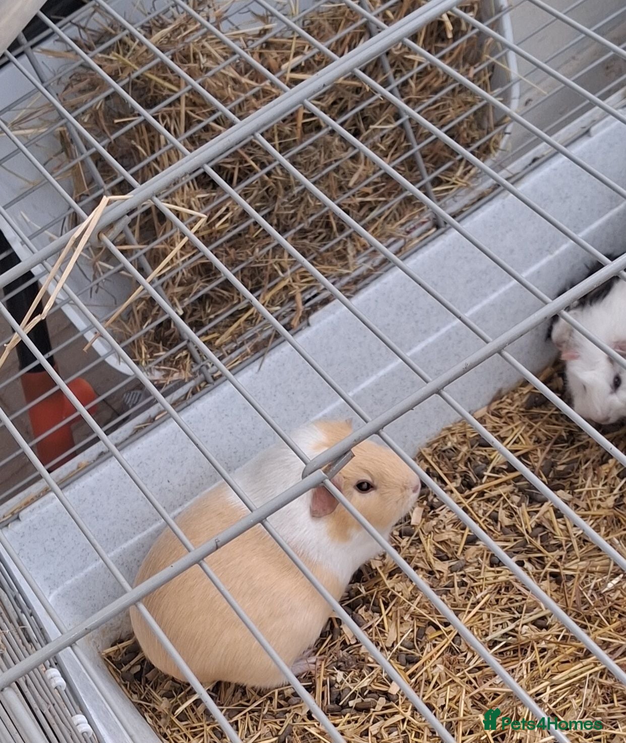 Guinea Pig rodents Sows and boars - Advert 22