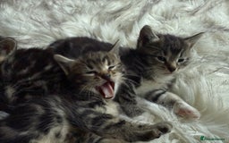 Bengal cats for sale: Bengal mix - Image 11