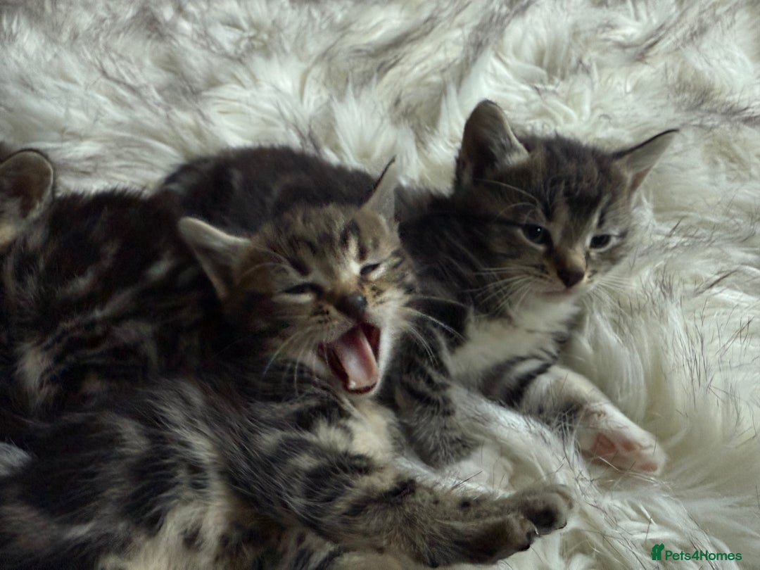 Bengal cats for sale: Bengal mix - Image 11