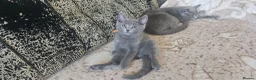 Russian Blue cats for sale: **TICA full pedigree Russian Blue kittens - Advert 11