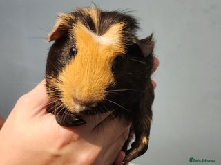 Guinea Pig rodents - Advert 32