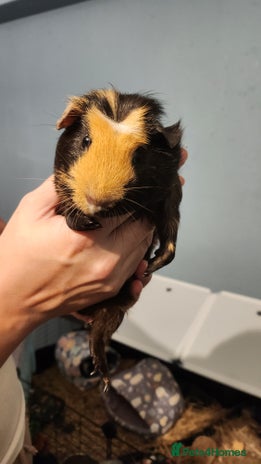 Guinea Pig rodents - Advert 7