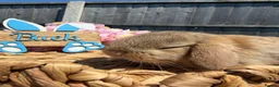 Mini Lop rabbits for sale: Mini Lops - Bucks  - Advert 13