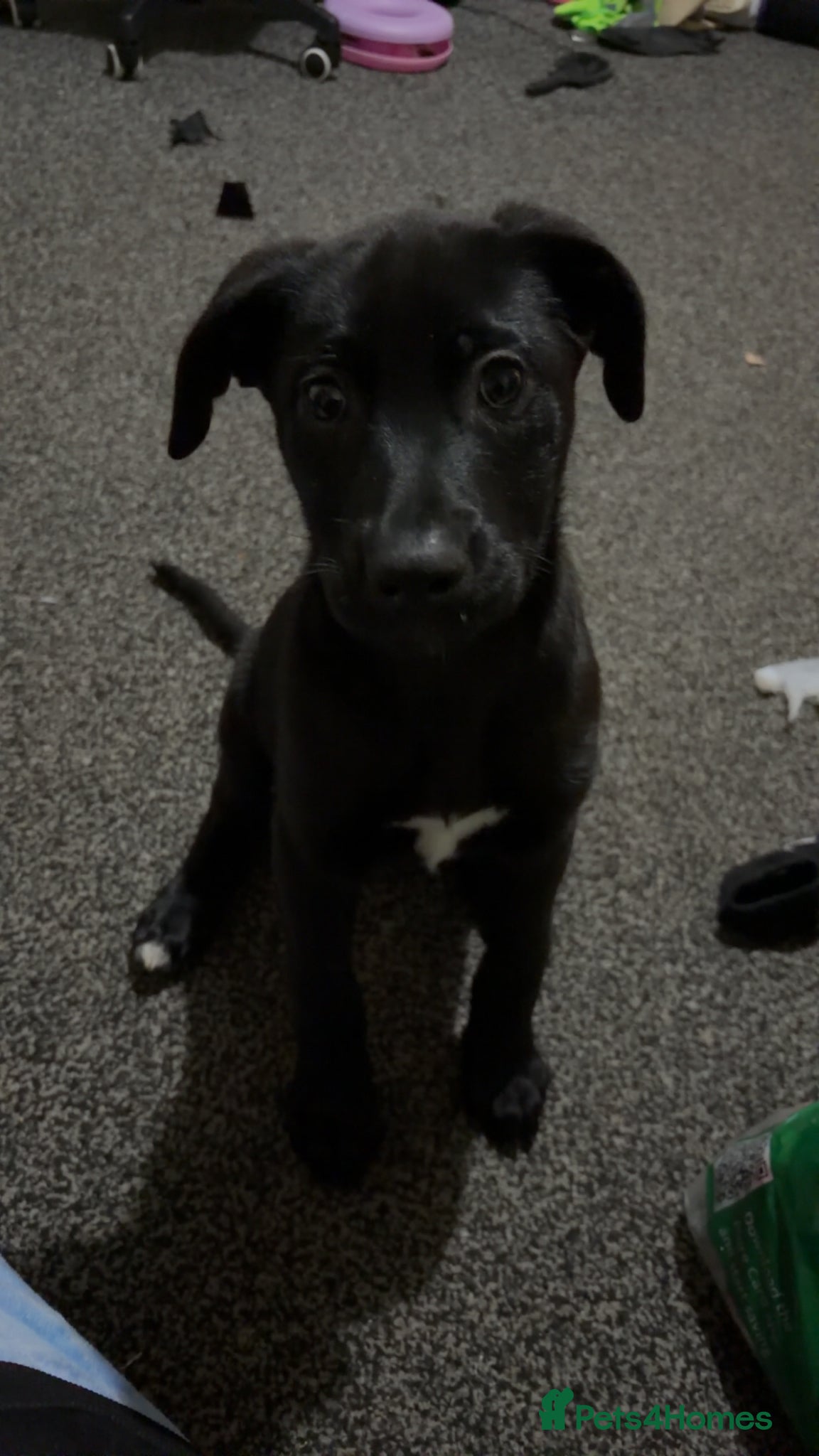 Mixed Breed dogs Labrador cross  - Advert 1