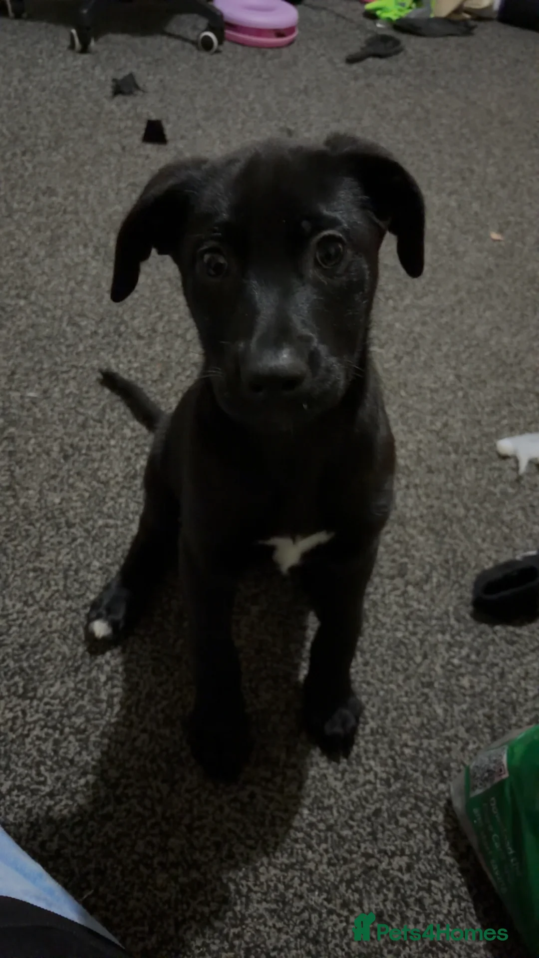 Mixed Breed dogs for sale: Labrador cross  in Rotherham - Advert 1