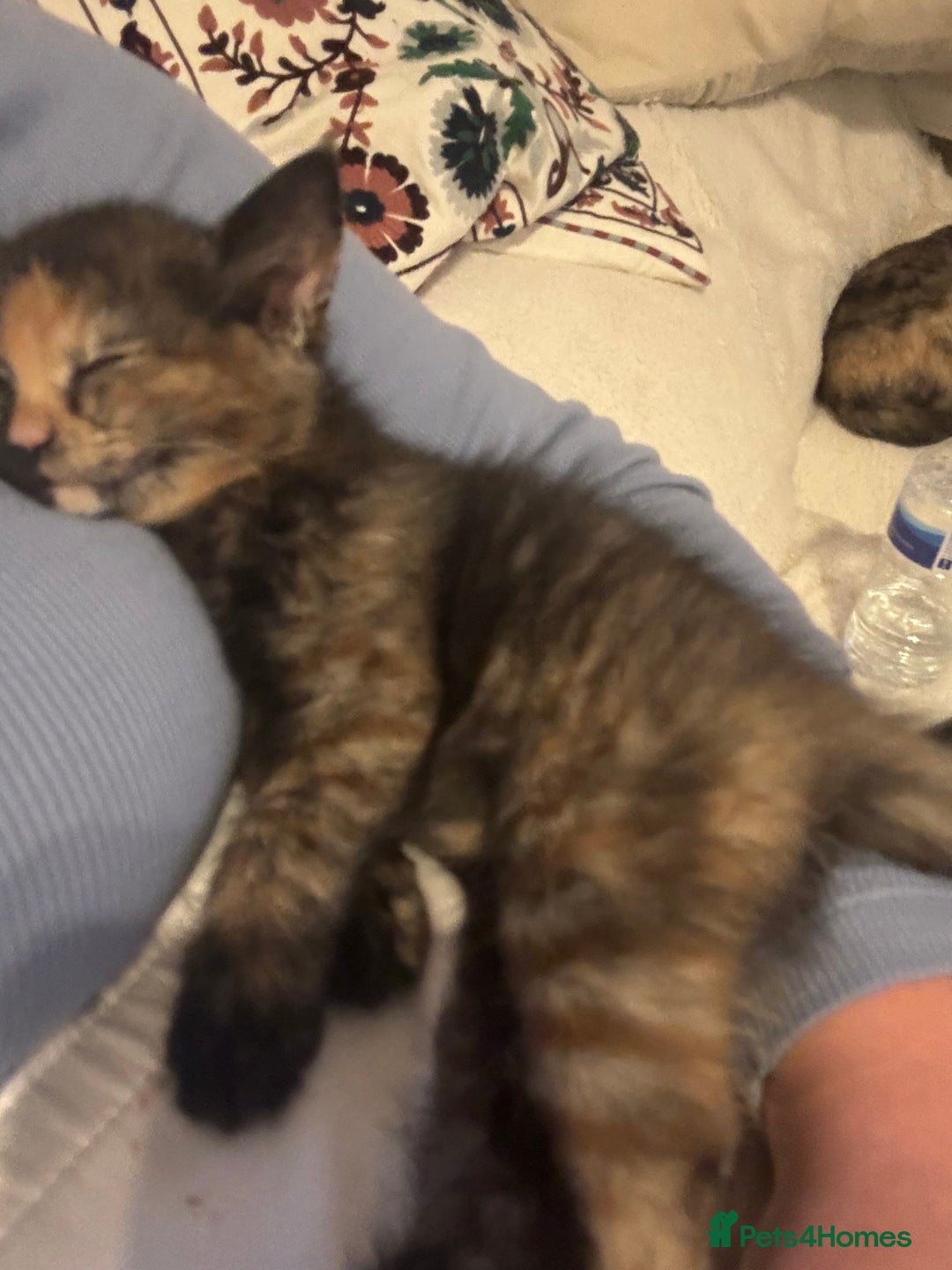 British Shorthair cats for sale: Adorable 11 week old female calico  - Advert 5