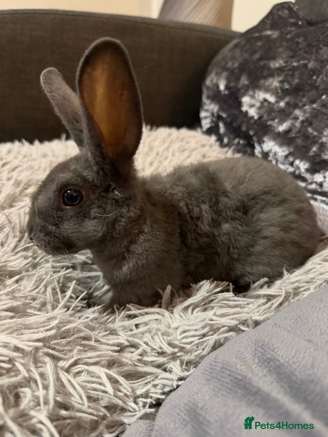 Mixed Breed rabbits for sale: Bunnies for Sale - Advert 8