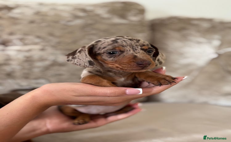 Dachshund dogs - Advert 4